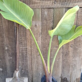 STRELITZIA NICOLAI Wild Banana 4,5L