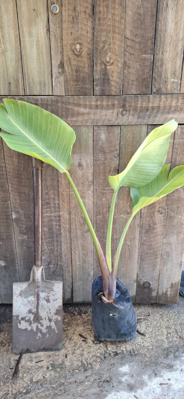 STRELITZIA NICOLAI Wild Banana 4,5L
