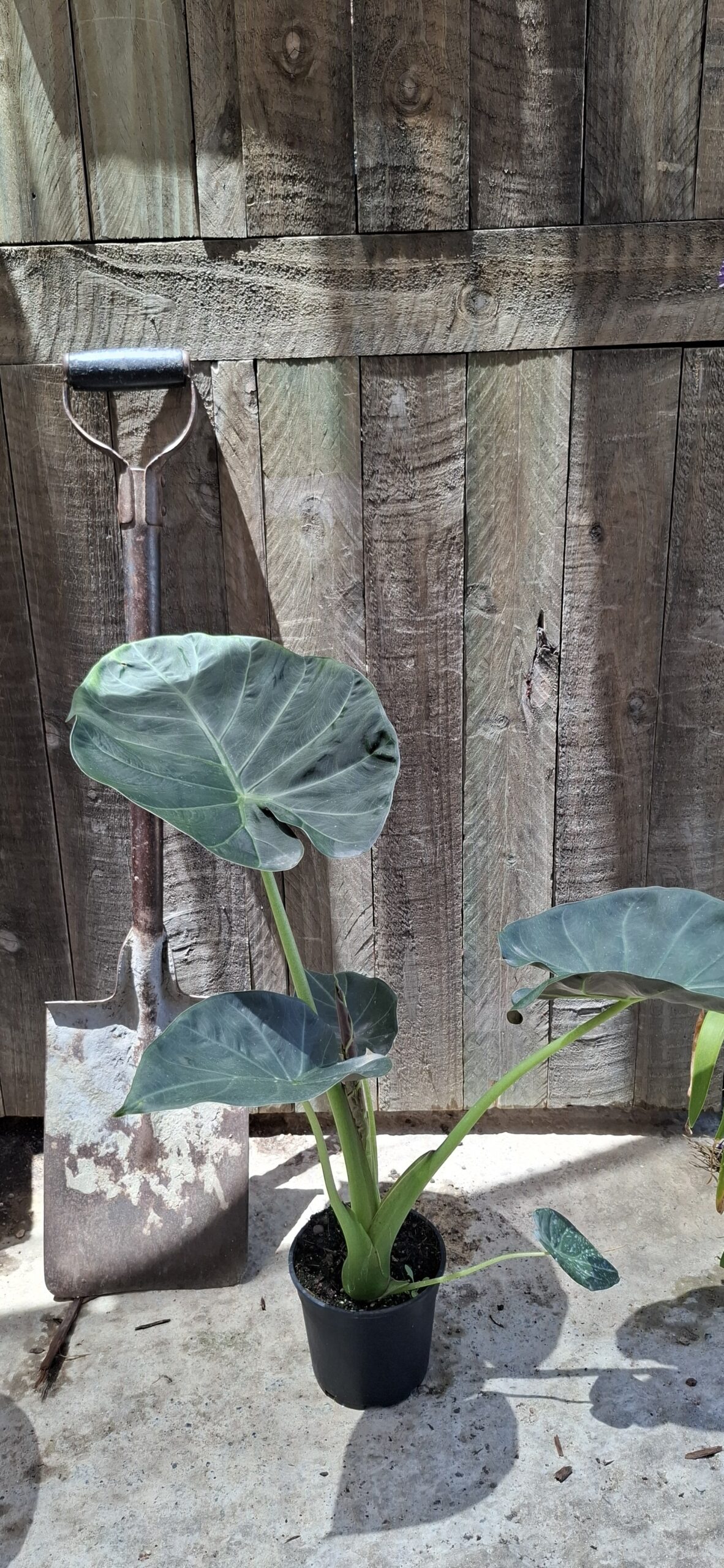 Alocasia odora X.reginula 'Regal Shield' - 14cm - Image 2