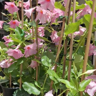 Dipladenia Diamantina Tourmaline Rose 17cm