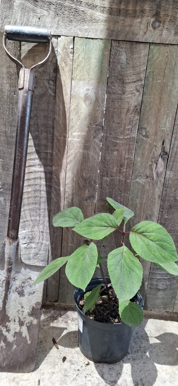 Bartlettina Sordida "Purple Torch" 19cm