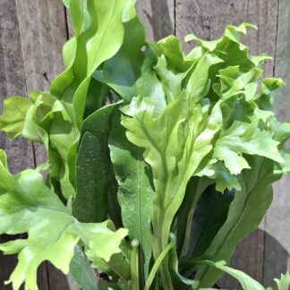 Fern Birds Nest Crissie Crested - 14cm