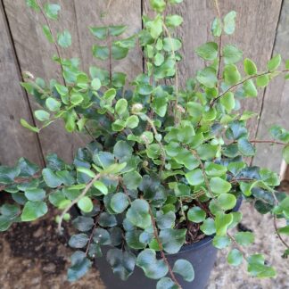 Fern button fern  - 14cm