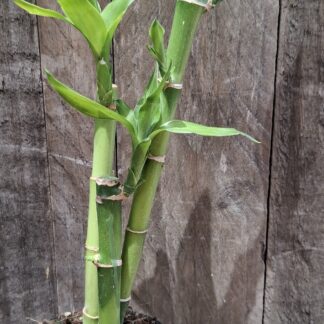 Lucky Bamboo