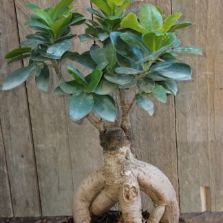 Ficus ginseng (300g)  - 14cm