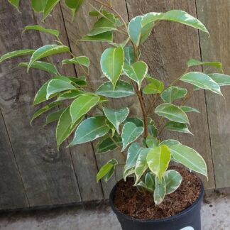 Ficus benjamina variegated (bush)  - 14cm