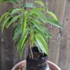 Yellow Custard Apple Tree - 4,5l