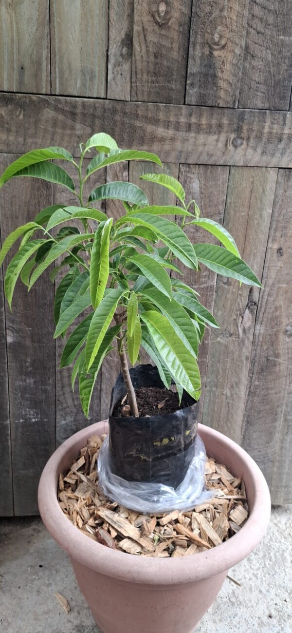 Yellow Custard Apple Tree - 4,5l
