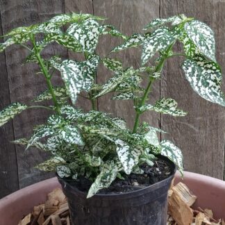 HYPOESTES PHYLLOSTACHYA Confetti Compact - Green 14cm