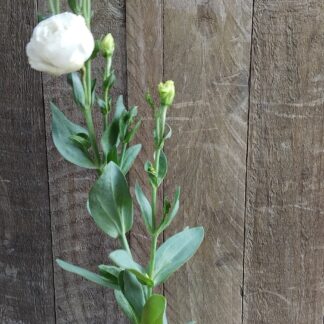 LISIANTHUS GRANDIFLORUM  - Croma White 12cm