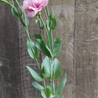 LISIANTHUS GRANDIFLORUM Texas Bluebell - Magic Rose 12cm
