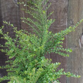 LONICERA NITIDA Box Honeysuckle 3L