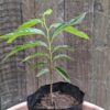 JPEG_20260204_133326_1969026065328854013-scaled.jpg Green Custard Apple - young 2L