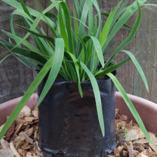 ARISTEA ECKLONII Blue Stars / Blou sterre 2.5L