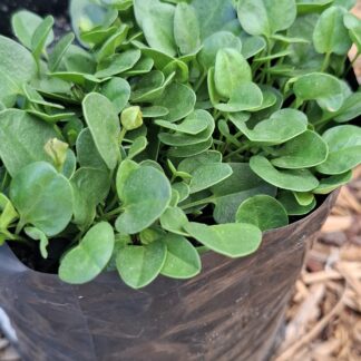 FALKIA REPENS Oortjies 2,5L