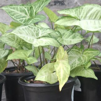 Syngonium Robusta