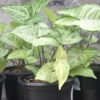 JPEG_20260213_113923_7063915128563605861-scaled-1 Syngonium Robusta