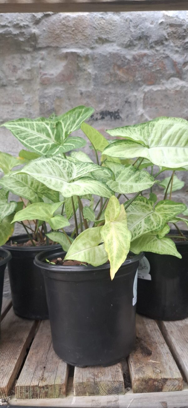Syngonium Robusta