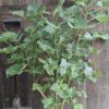 ERYTHRINA CAFFRA Coast Coral Tree 6L