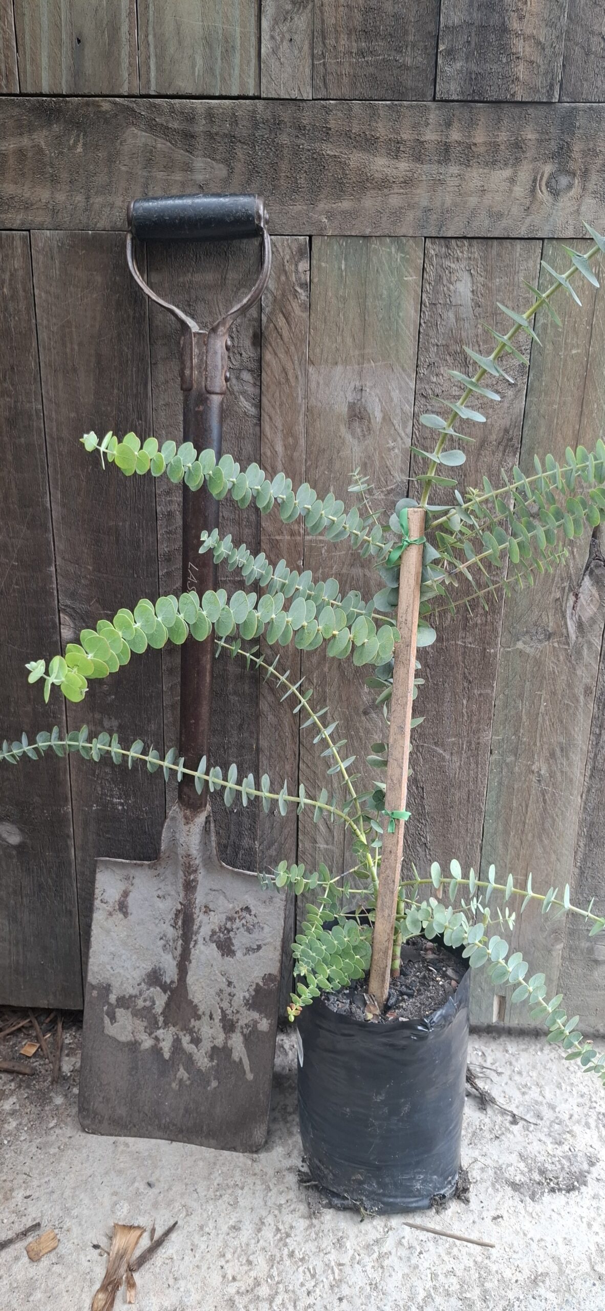 EUCALYPTUS PULVERULENTA Florists Silver Dollar - Baby Blue Bouquet 4,5L