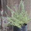 ERIOCEPHALUS AFRICANUS Wild Rosemary 3L
