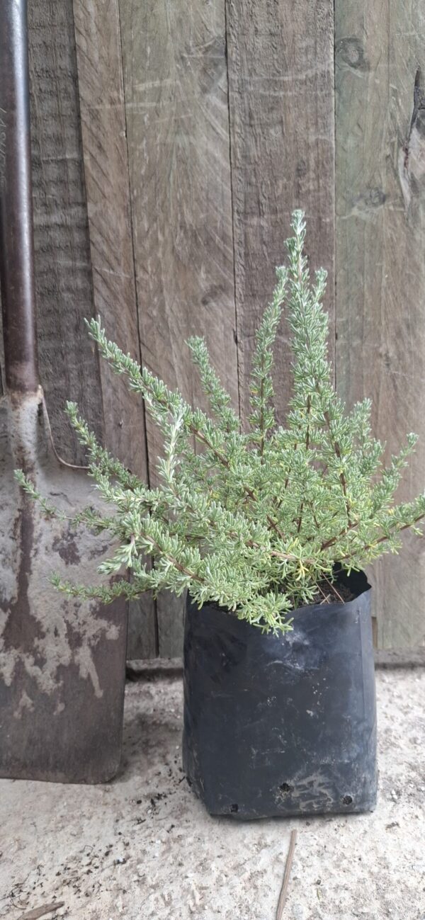 ERIOCEPHALUS AFRICANUS Wild Rosemary 3L