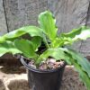 Veltheimia Bracteata FOREST LILY