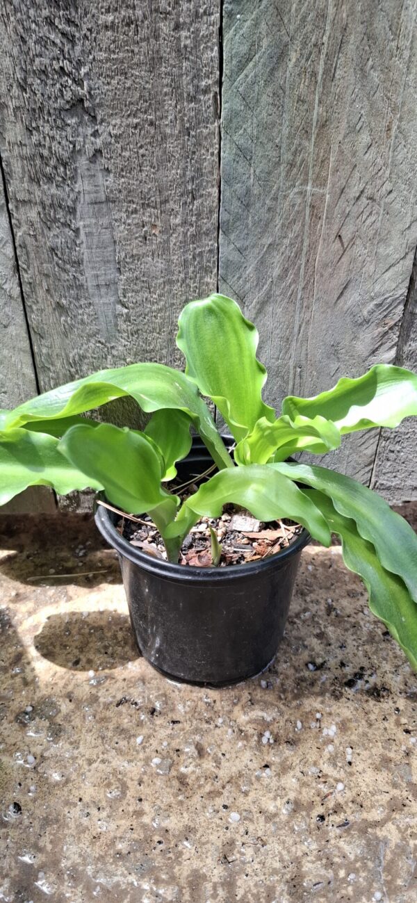 Veltheimia Bracteata FOREST LILY