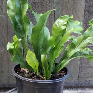 Fern green flame - 14cm