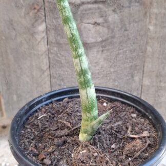 Sanseviera Cylindrica Baby 12cm