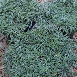 DYMONDIA MARGARETAE Silver Carpet 15cm