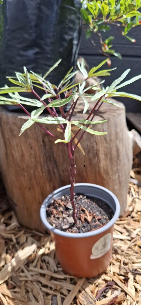 Edible Sweet Potato Plant 12cm