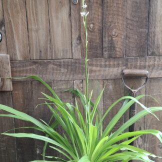 CHLOROPHYTUM BOWKERI Giant Chlorophytum 3L