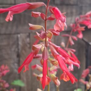 JPEG_20260305_103750_3614066196988248771-scaled.jpg SALVIA X HYBRIDA - Salmia Orange 17cm