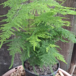 ASPARAGUS PLUMOSUS Asparagus Fern - Nanus 17cm