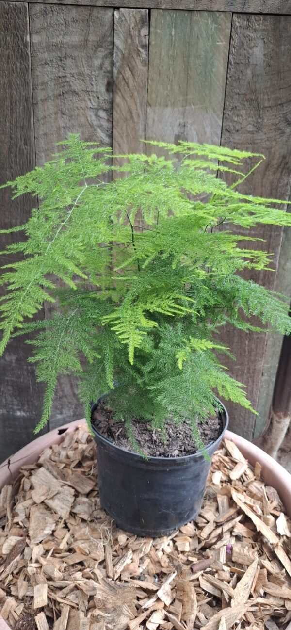 ASPARAGUS PLUMOSUS Asparagus Fern - Nanus 17cm
