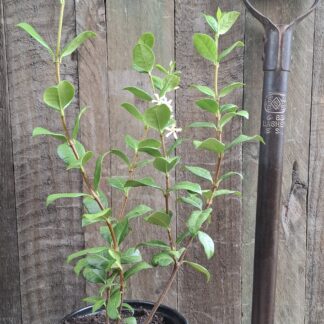 TRACHELOSPERMUM JASMINOIDES Star Jasmine 2,5L