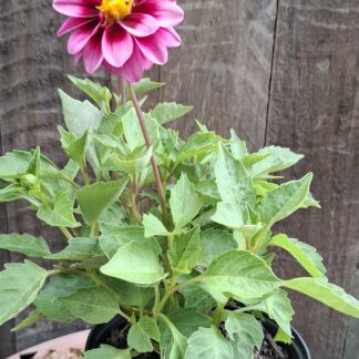 DAHLIA HYBRIDA Garden Dahlia - Dalaya Yogi 15cm