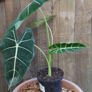 ALOCASIA FRYDEK 14cm