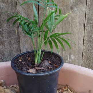 Chamadorea elegans (Love Palm)