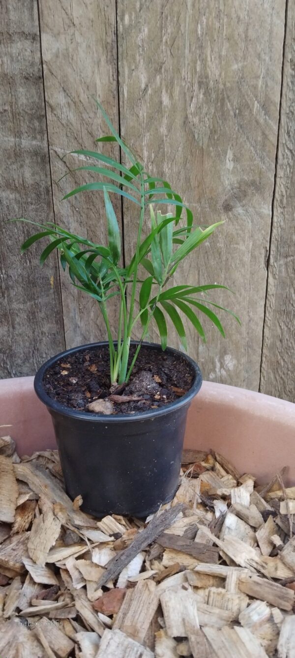 JPEG_20260310_110653_4446004455568402887-scaled.jpg Chamadorea elegans (Love Palm)