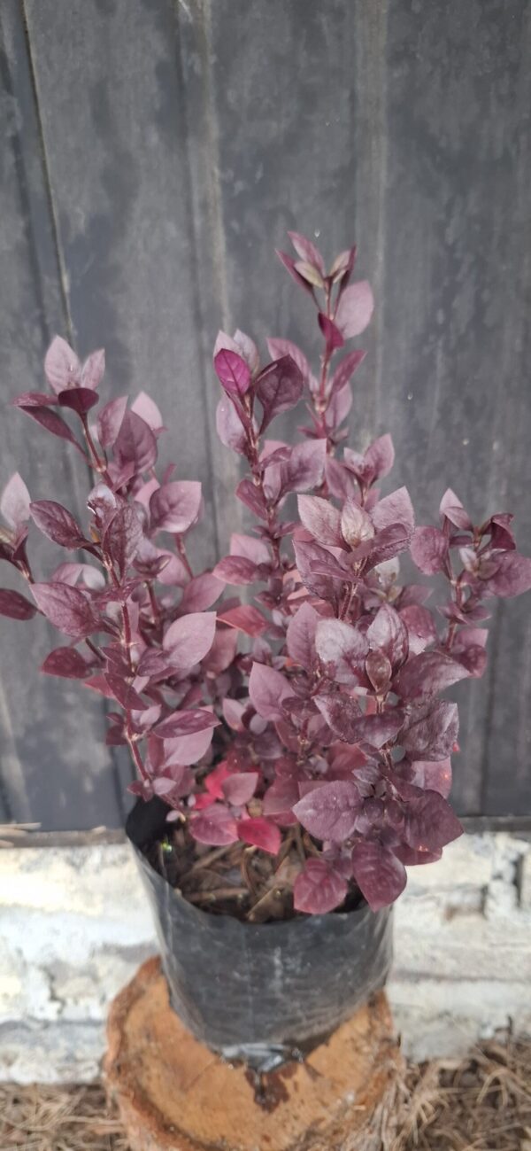 Alternanthera 'Purple Prince'