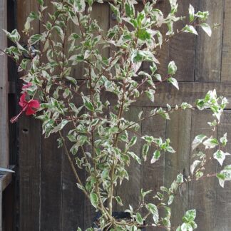 Hibiscus Variegated