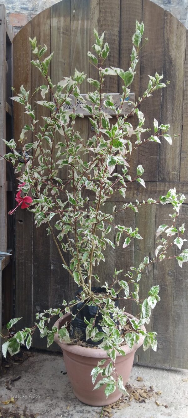 Hibiscus Variegated