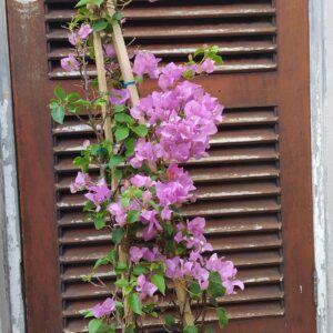 JPEG_20260319_114509_3556955843721955836-scaled.jpg Bougainvillea Donyo 20L