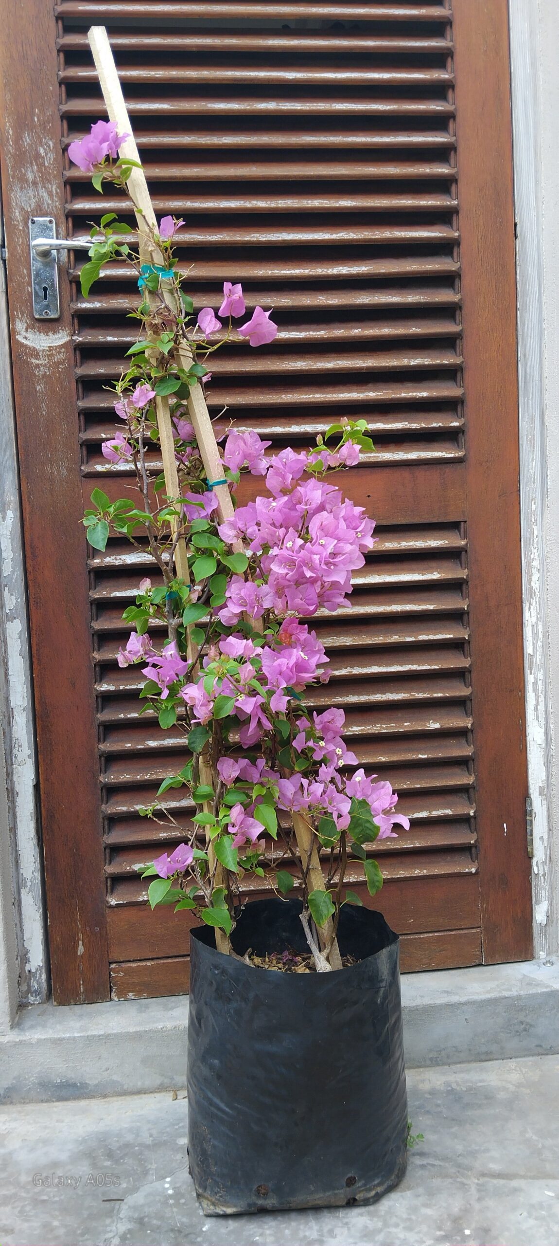Bougainvillea Donyo 20L