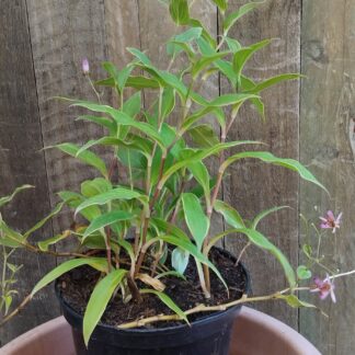 Toad Lilies (Tricyrtis)