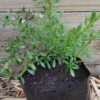 Freylinia Honey-Bell Bush