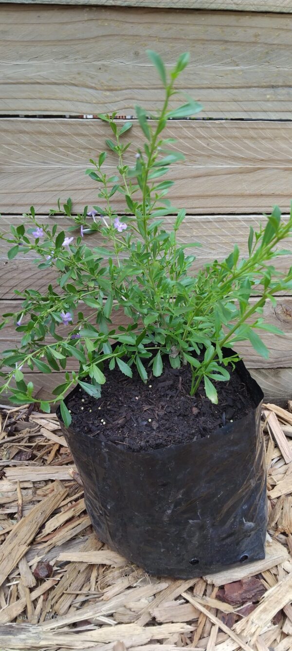 Freylinia Honey-Bell Bush