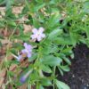 Freylinia Honey-Bell Bush